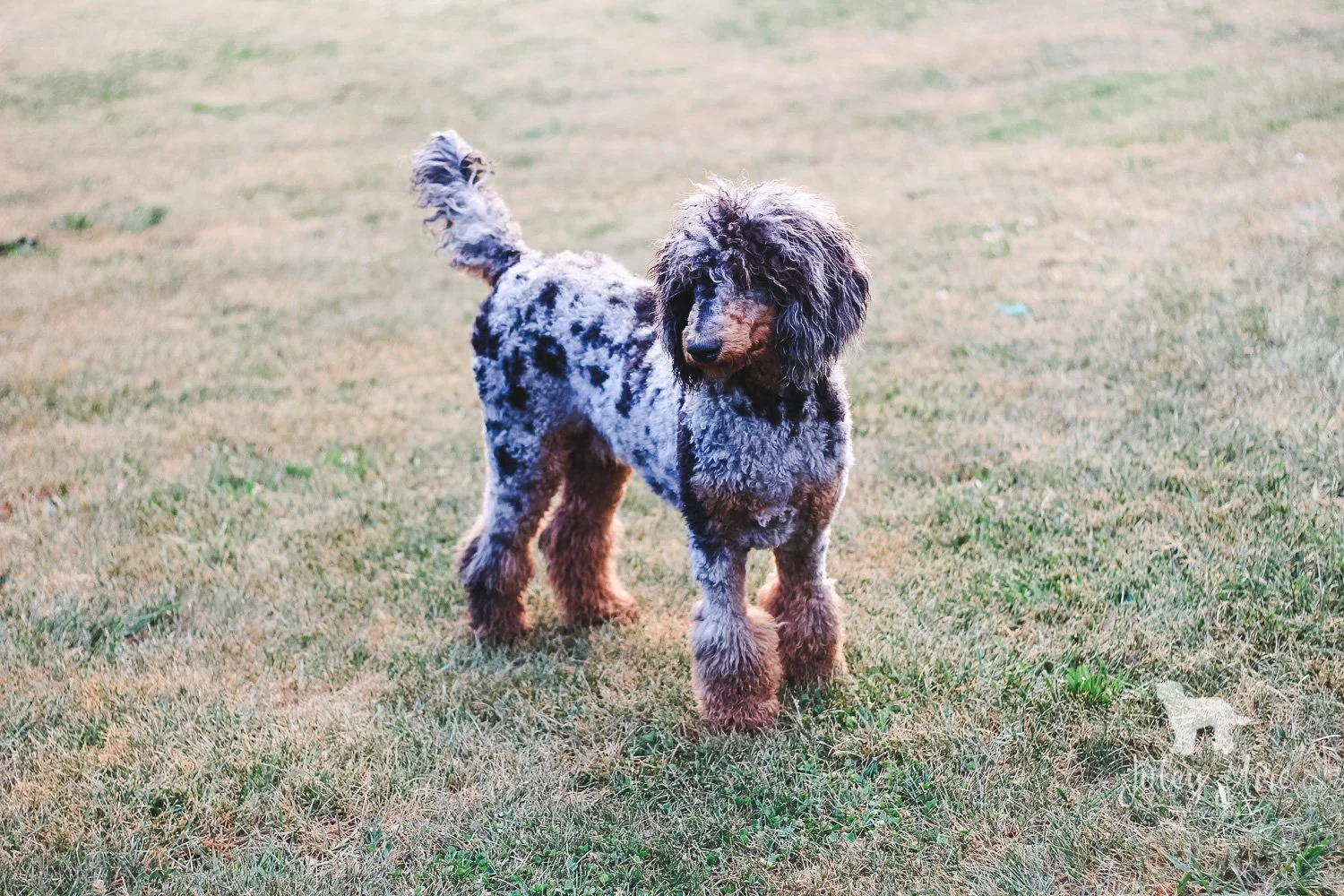 Phantom Merle Poodle Stud for Bernedoodles — Joley Aire